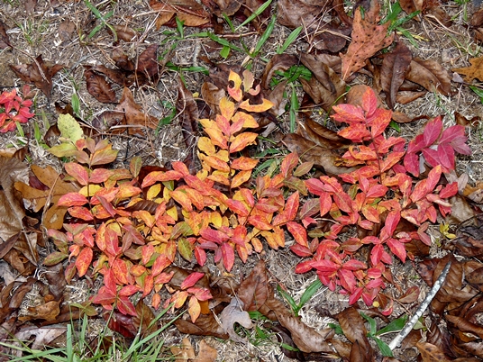 {Lagerstroemia indica}